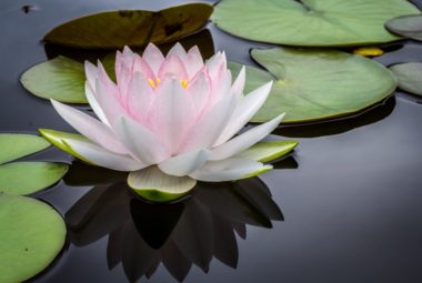 Relaxation And Meditation - Lotus Flower